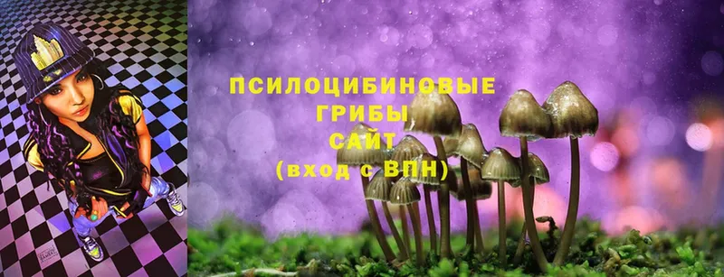 Псилоцибиновые грибы Psilocybe  Ясногорск 